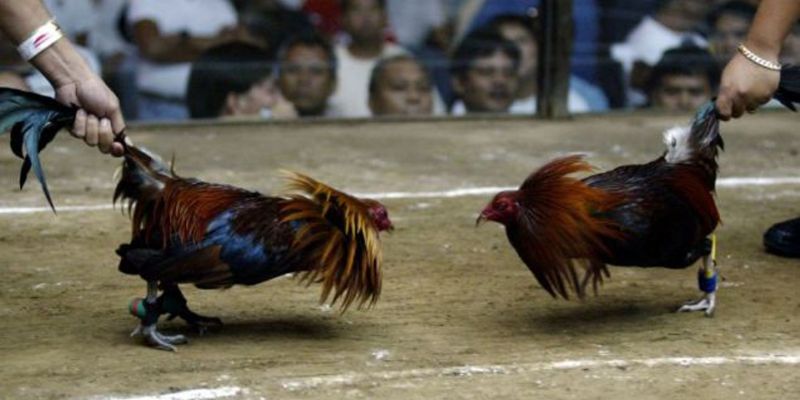 Sự đa dạng về giống linh kê Đá Gà Cựa Dao 188bet