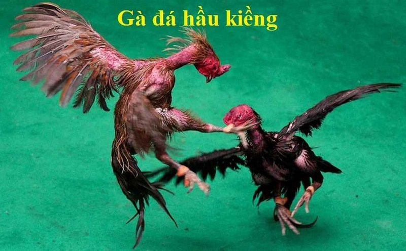 Gà Đá Hầu Kiềng 188bet là gì?
